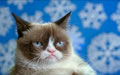 Grumpy Cat