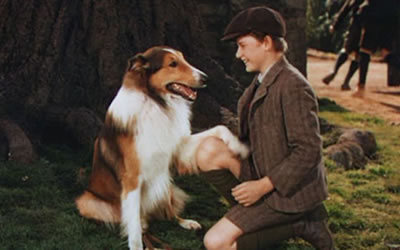 Roddy McDowall as Joe Carraclough in Lassie Come Home Roddy McDowall as Joe Carraclough in Lassie Come Home